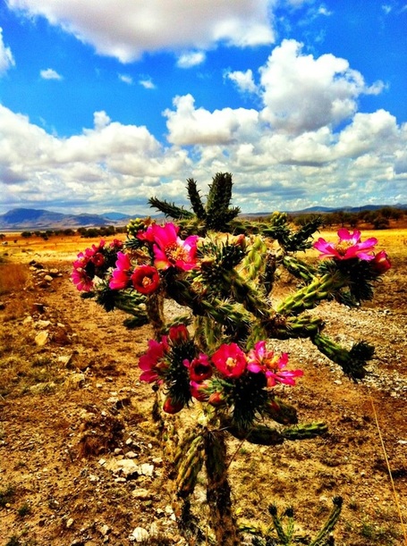 A blooming candle cholla